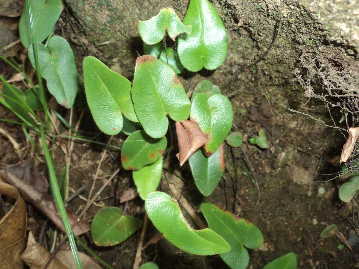 Parahemionitis cordata  (Roxb. ex Hook. Et Grev.) Fraser-Jenk.